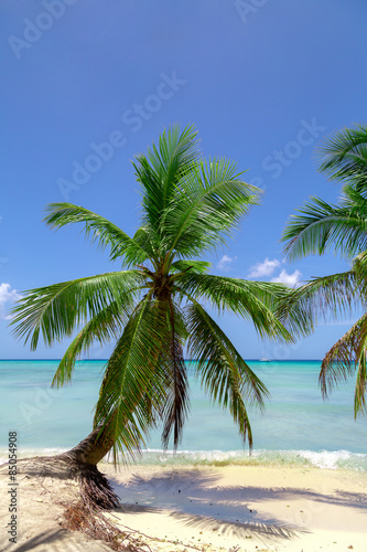 nat  rlicher Strand mit einer Palme in der dominikanischen Republik