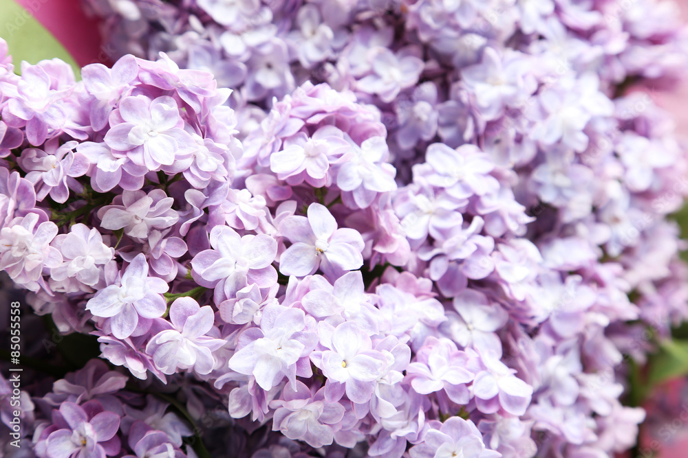 Beautiful lilac flowers close up