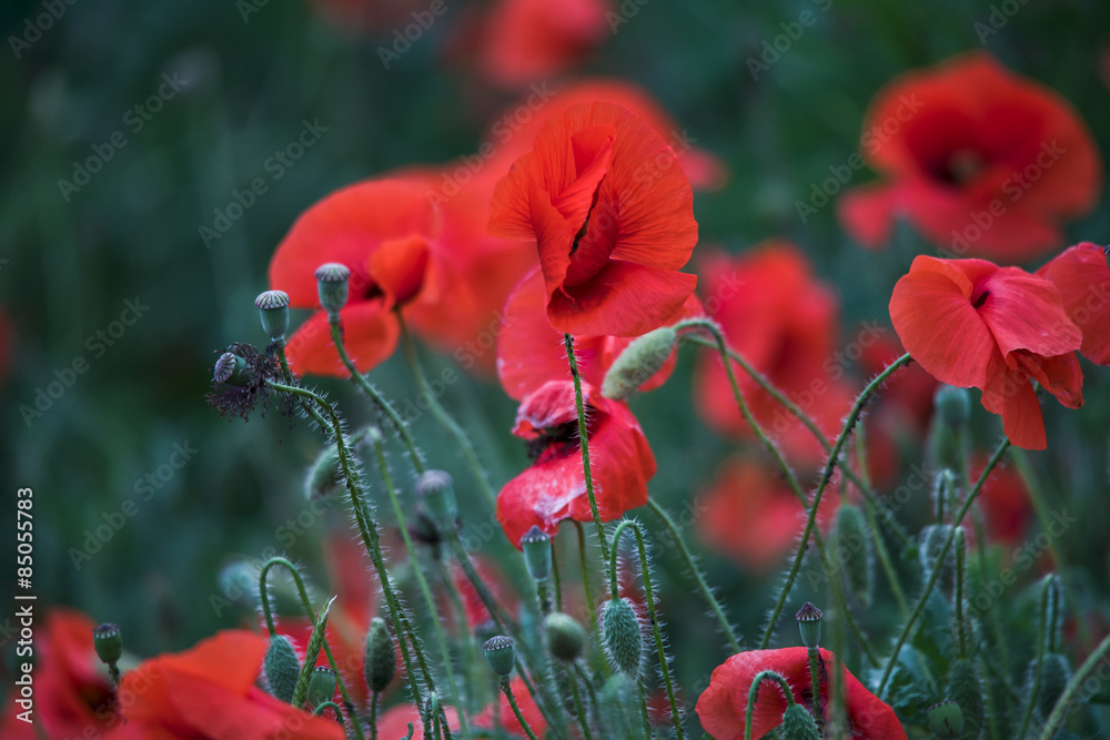 Obraz premium flowers poppies field colors nature meadow green red summer plan