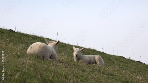 Lamb lying on Meadow and looking photo