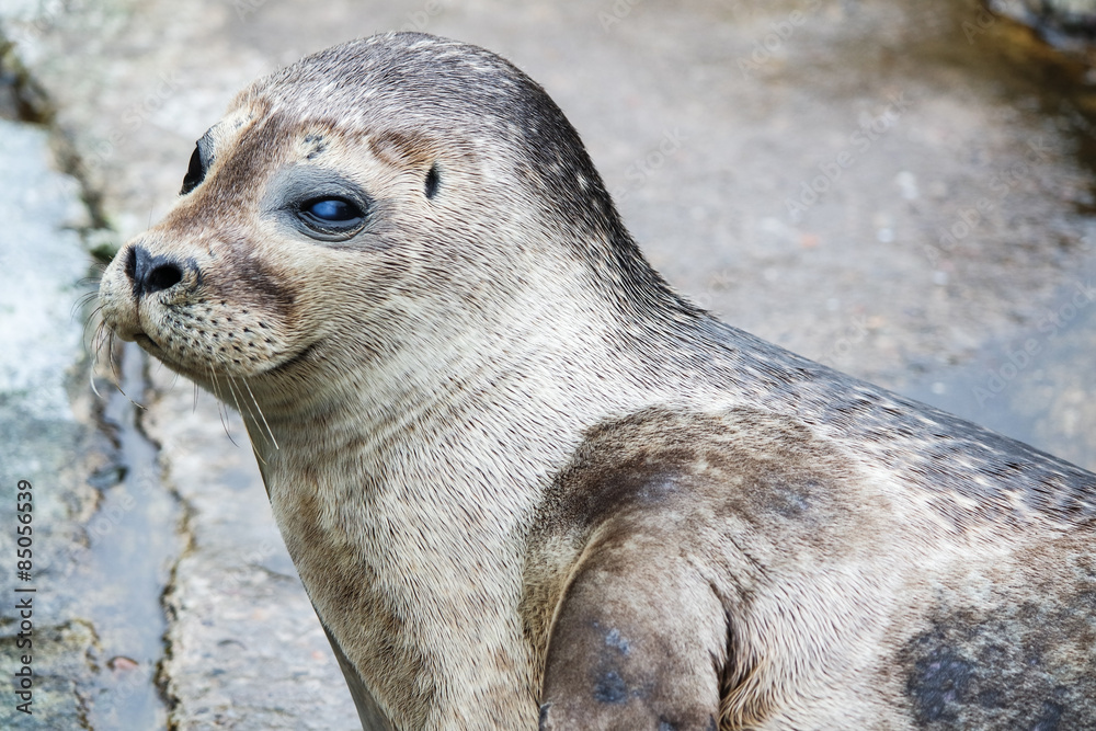 Fototapeta premium Common seal