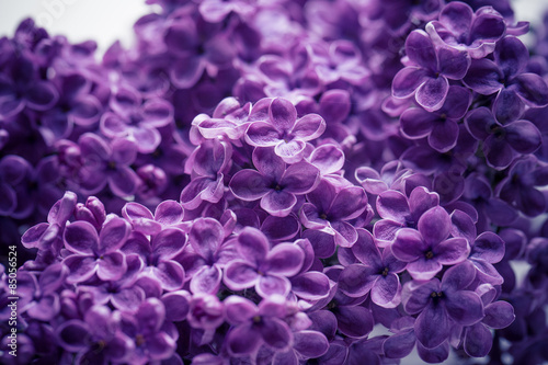 Fototapeta Naklejka Na Ścianę i Meble -  Spring Lilac