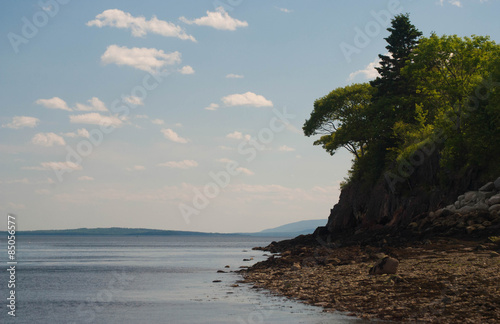 Dominant Trees On Coastal Cliff