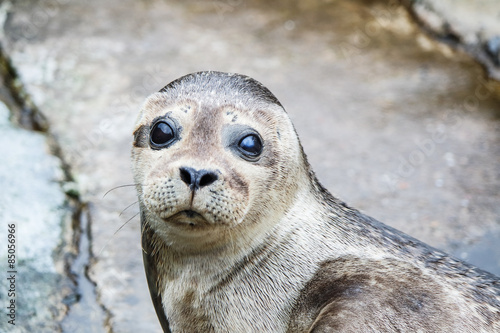 Common seal © Lukassek