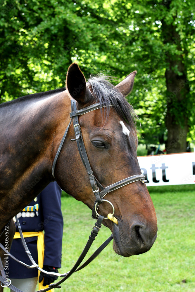 Horse head portrait