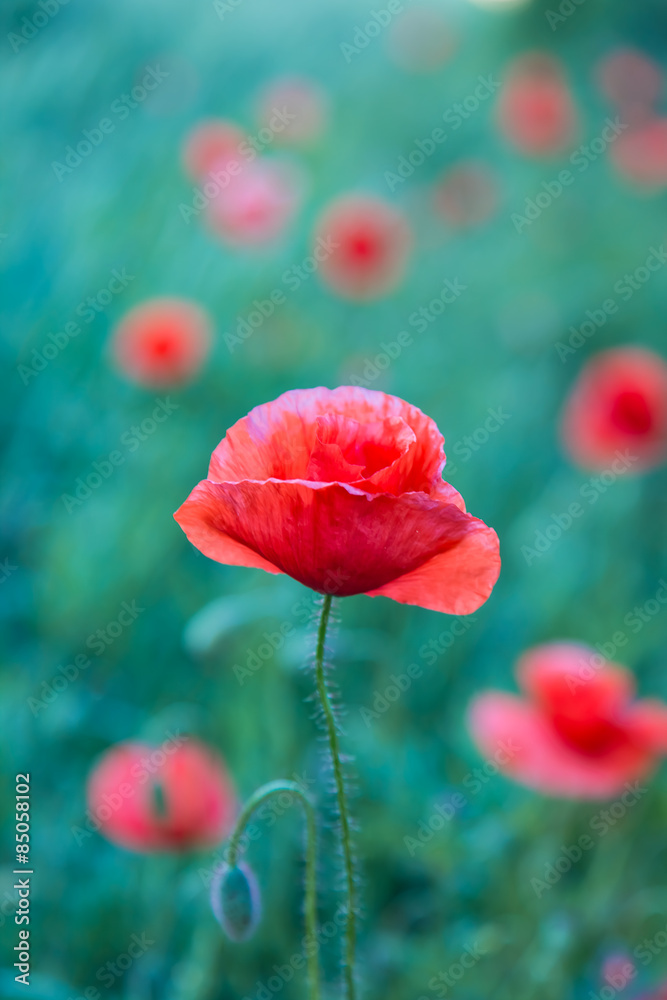 Obraz premium poppy field