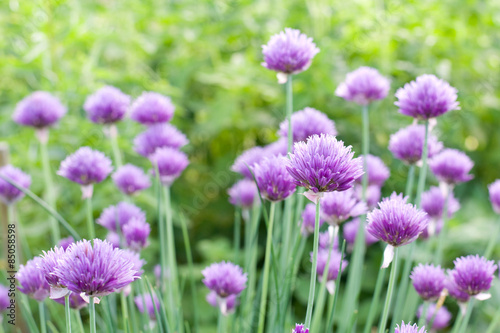 Blooming chive in garden © Alusha
