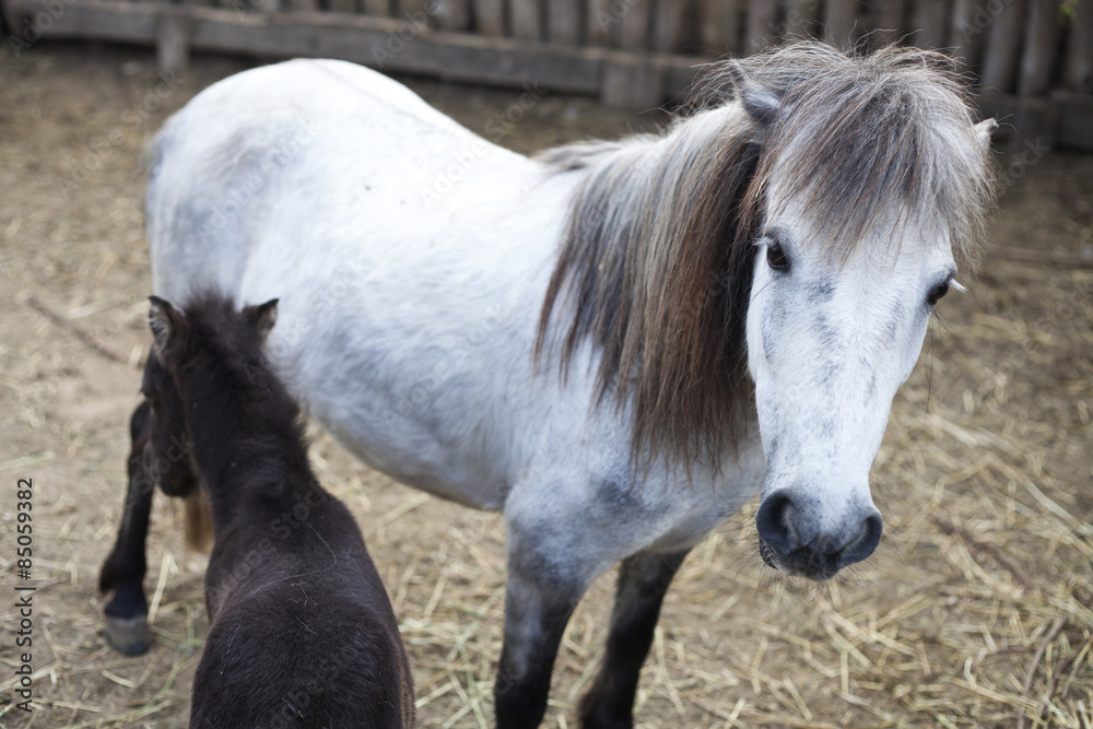 Obraz premium white and black pony foal