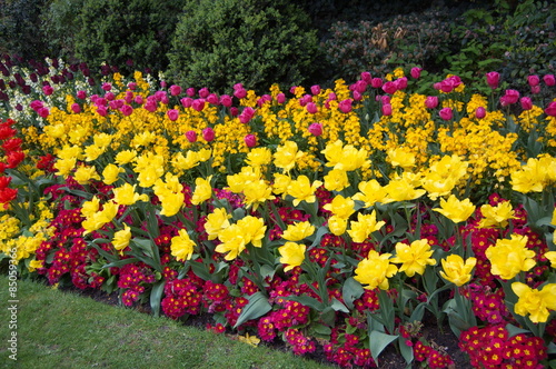 Beautiful flower bed in the spring park.
