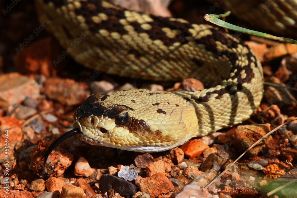 Black-tailed Rattlesnake (Crotalus molossus) Black-tailed Rattlesnake (Crotalus molossus)