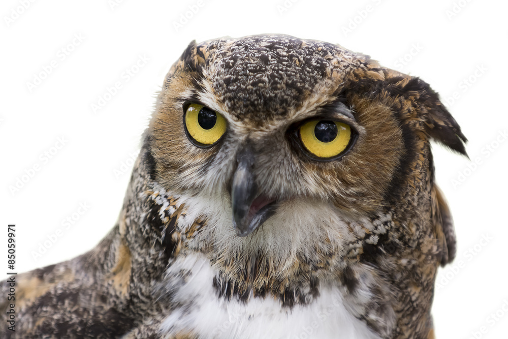 Obraz premium Great Horned Owl Isolated