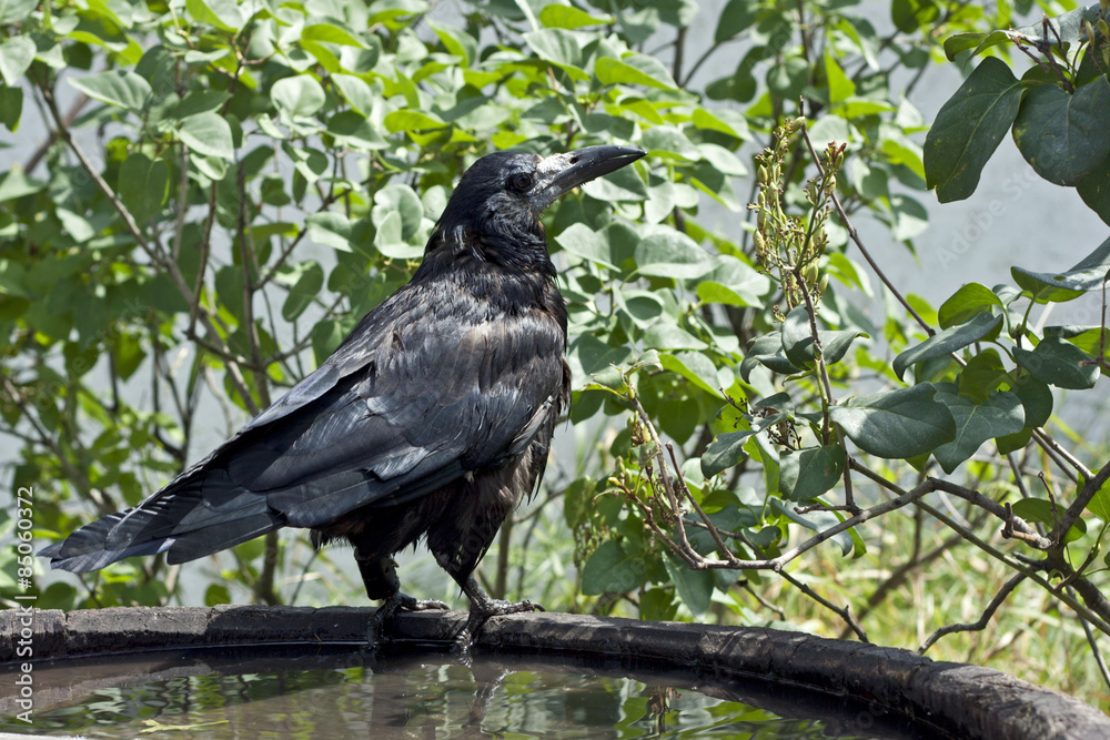 Fototapeta premium black raven close-up