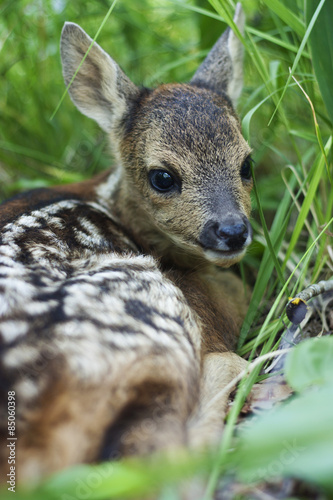 fawn in the wild