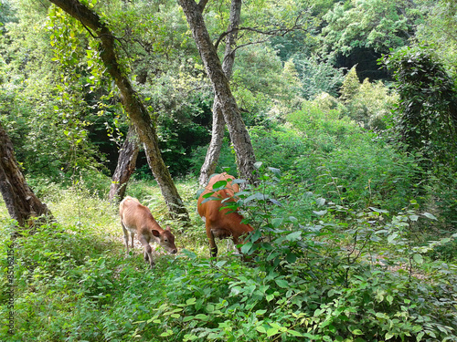 Charming calf in the summer green forest