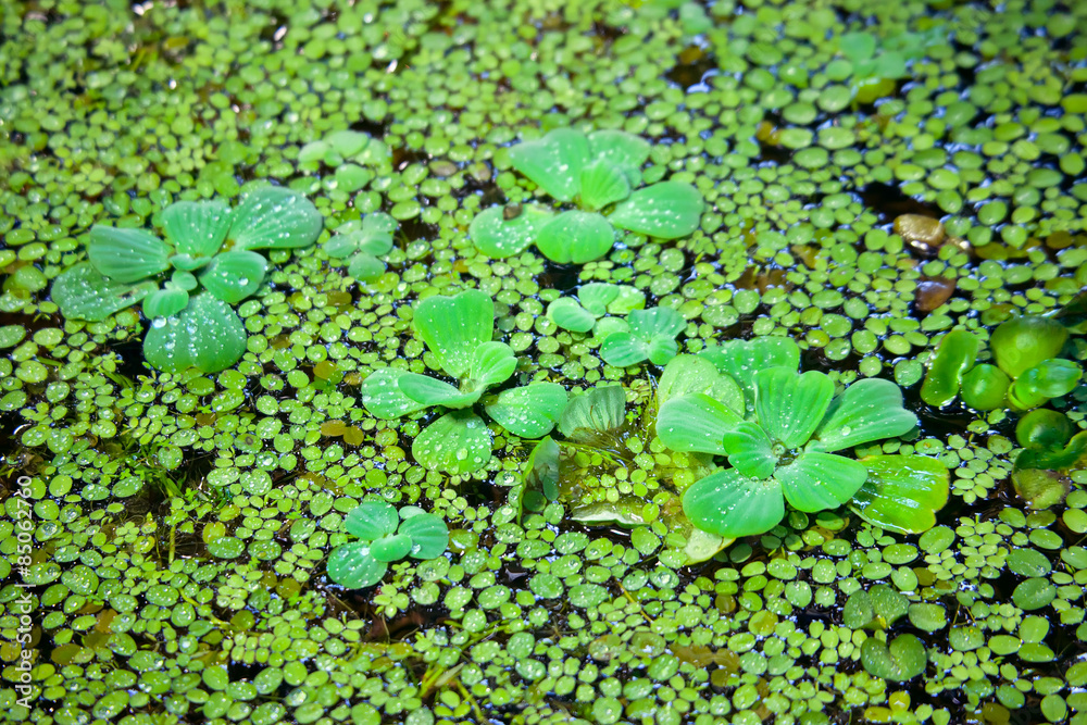 Duckweed covered on the water surface Duckweed covered on the water surface