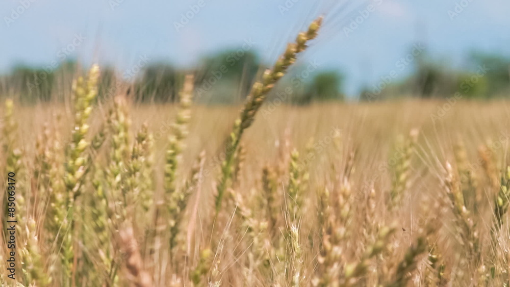Golden Wheat field on blue sky background Golden Wheat field on blue sky background
