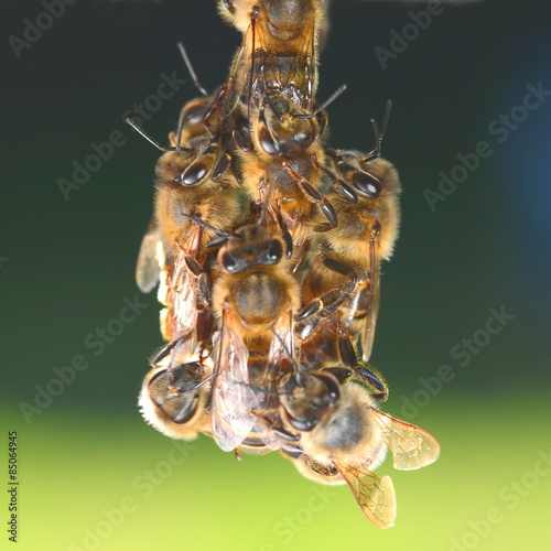 pszczoły wiszące na plastrze miodu 