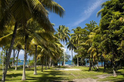 Tropical island, palm trees, Papeete, Tahiti, French Polynesia
