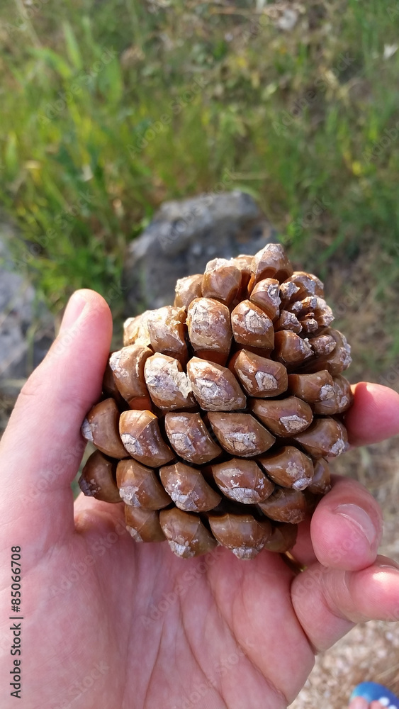 Obraz premium Pine Cone in hand