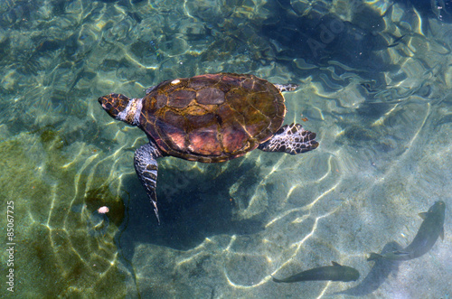 Green sea turtle in Eilat Israel