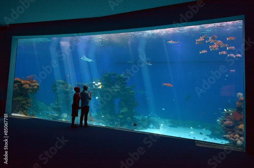 Shark Pool of Coral World Underwater Observatory aquarium in Eil photo