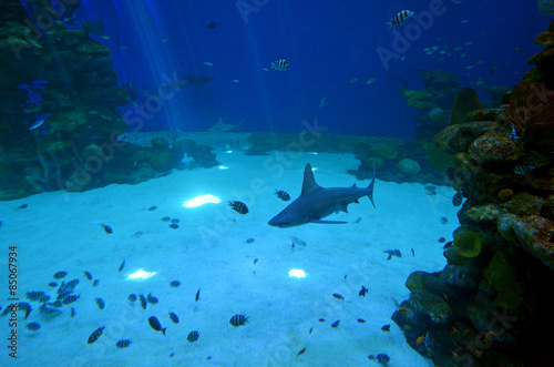 Reef sharks swim in Shark Poo in Eilat, Israel photo