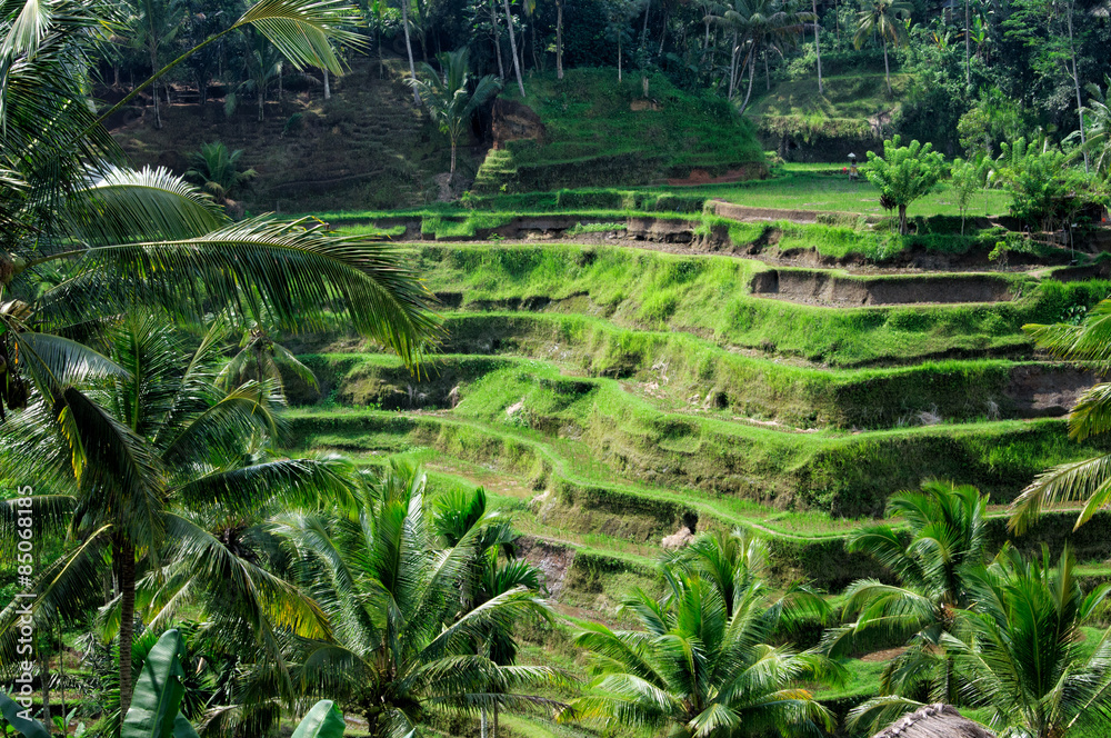 Terrace rice fields on Bali, Indonesia