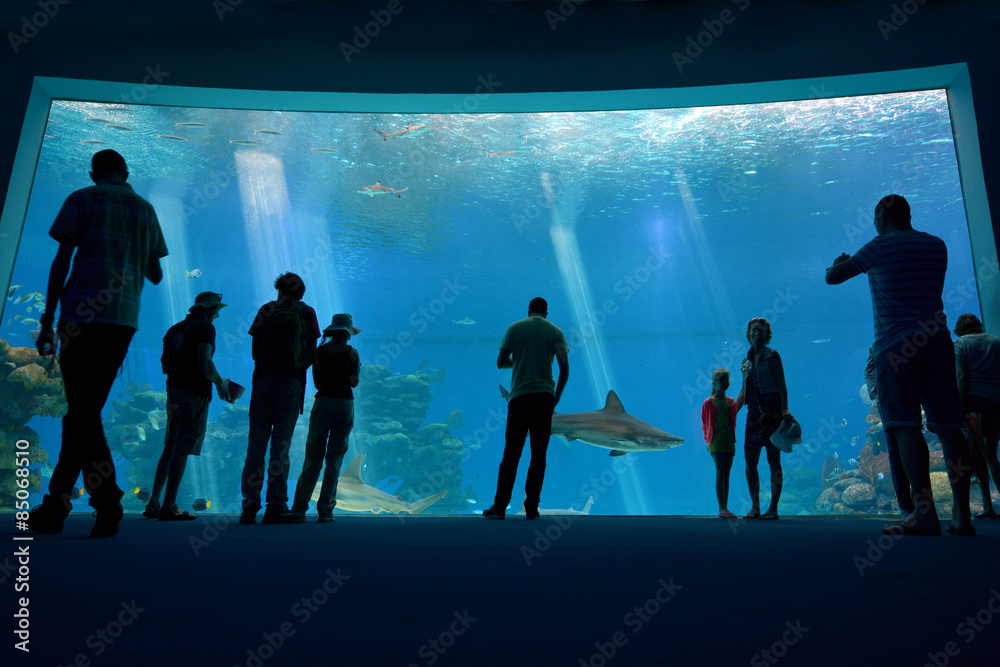 Fototapeta premium Shark Pool of Coral World Underwater Observatory aquarium in Eil