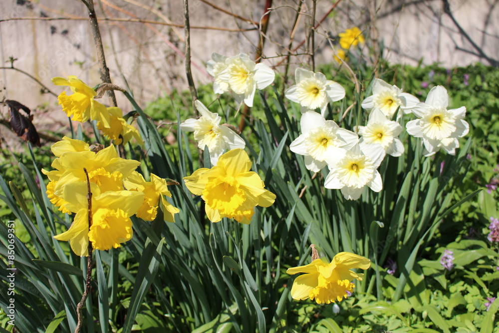 Yellow and white Narcissus flowers (Narcissus Pseudonarcissus) in Innsbruck, Austria Yellow and white Narcissus flowers (Narcissus Pseudonarcissus) in Innsbruck, Austria