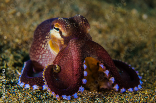 scuba diving octopus lembeh strait indonesia underwater