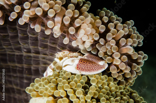 neopetrolisthes maculata spotted porcelain crab lembeh strait indonesia photo