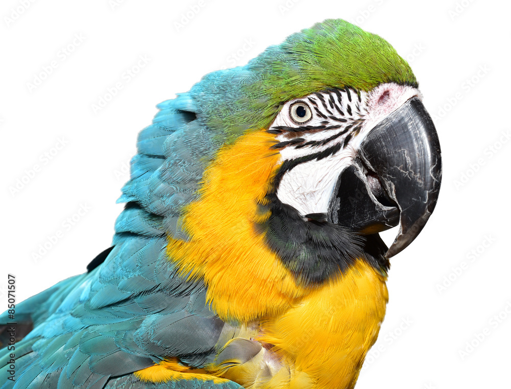 Beautiful Blue and Gold Macaw isolated on white