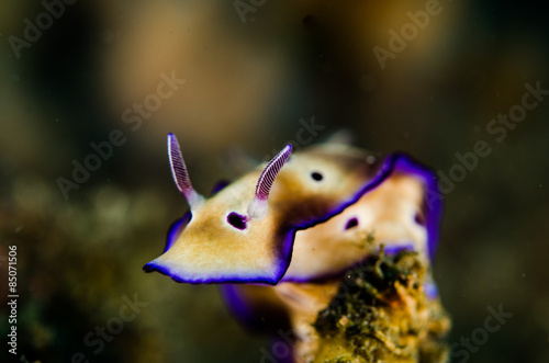 risbecia tryoni photo
