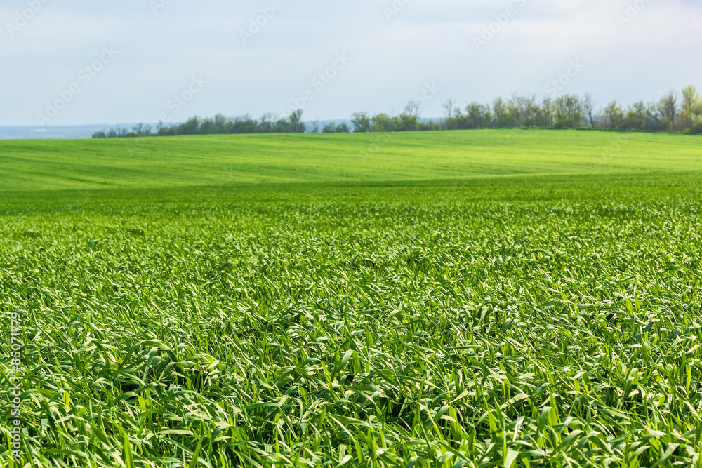 Green field with wheat grass