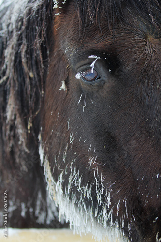 Icicles frozen on a horse's face in a snowy winter storm.
