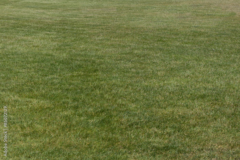 green meadow / field texture / background