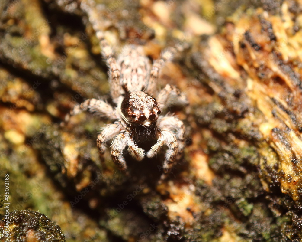 Small insect and bug spider in the garden Small insect and bug spider in the garden
