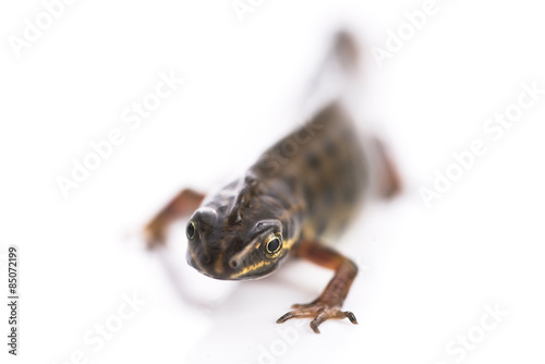 Smooth newt on white background