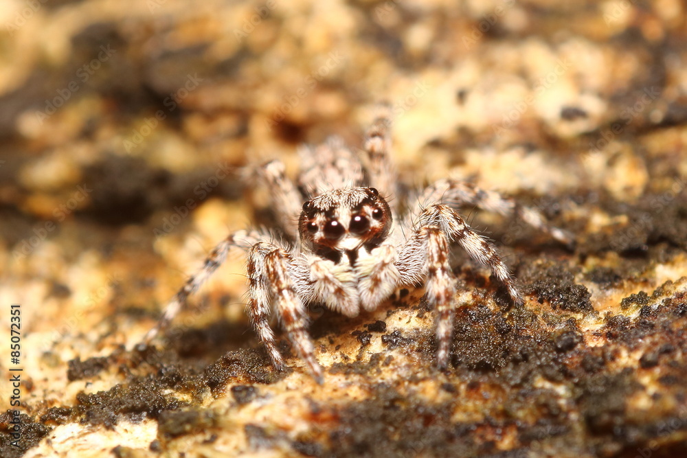 Small insect and bug spider in the garden