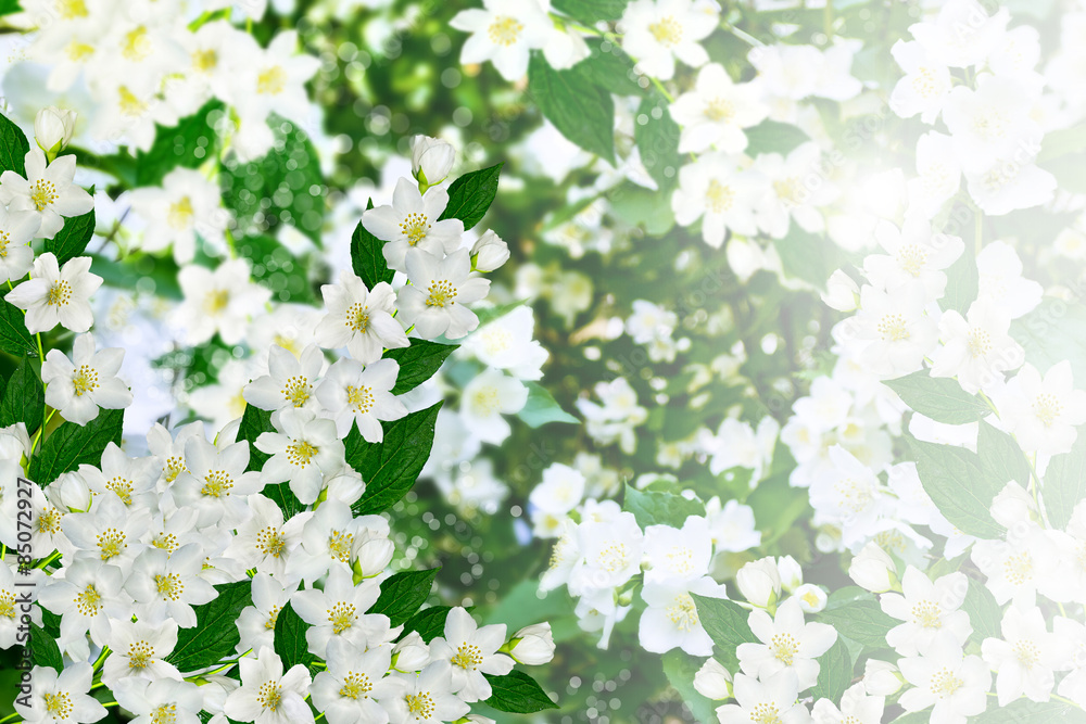 Spring landscape with delicate jasmine flowers Spring landscape with delicate jasmine flowers