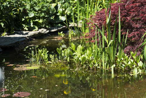 Decorative pond in a garden