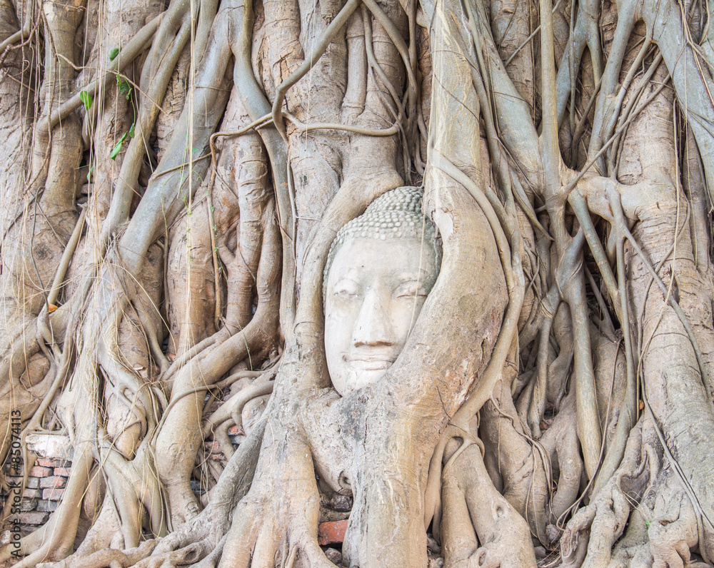 Buddha's head in tree Buddha's head in tree
