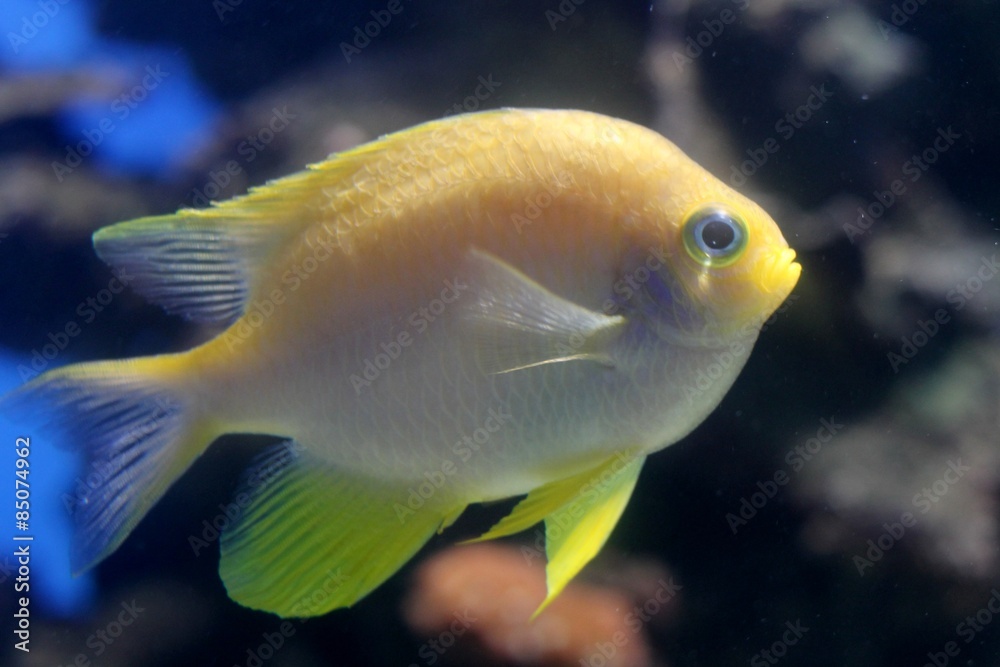 Yellow FIsh Yellow FIsh
