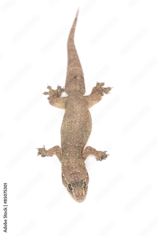Naklejka premium Close up dead of lizard isolated on white