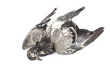 Dead pigeon isolated on white background