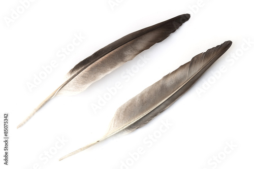 Close up detail of bird feather isolated on white