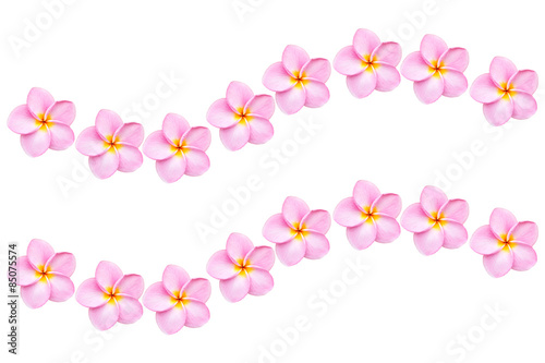 Close up pink frangipani flower isolated on white