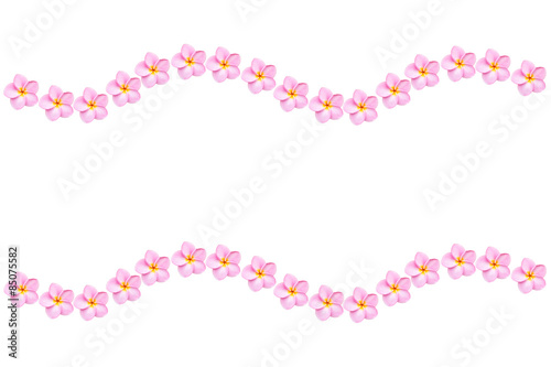 Close up pink frangipani flower isolated on white