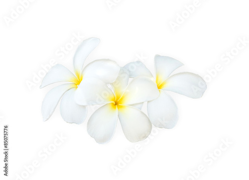 Close up white and yellow frangipani flower isolated on white
