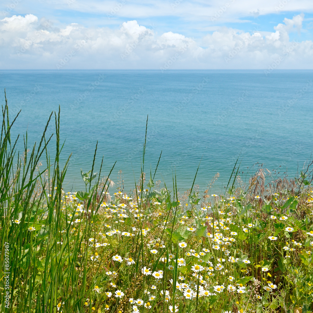 camomile on the sea shore camomile on the sea shore